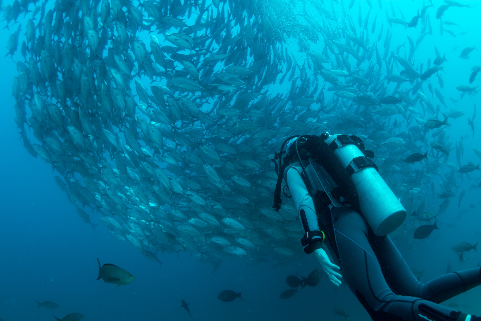 A scuba diver under the water beneath a swirling vortex of shimmering fish.