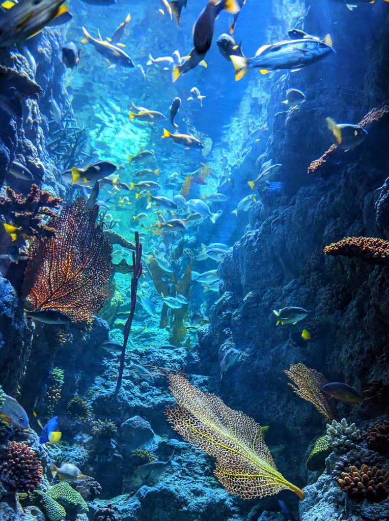 Underwater ocean scene of colorful fish and corals in a deep sea trench.