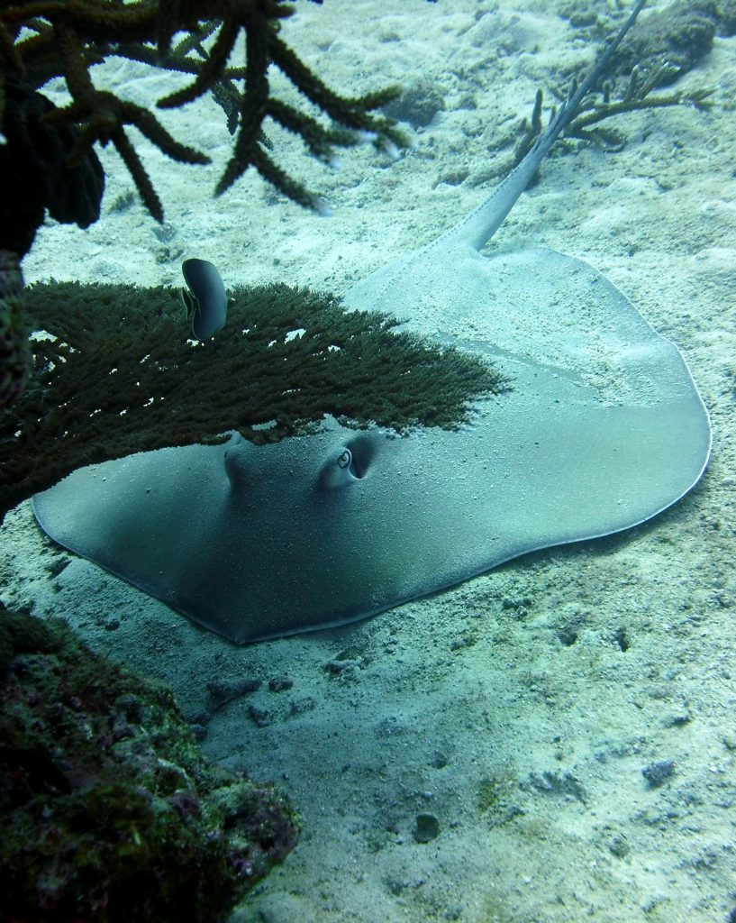 Stingray hiding beneath coral.