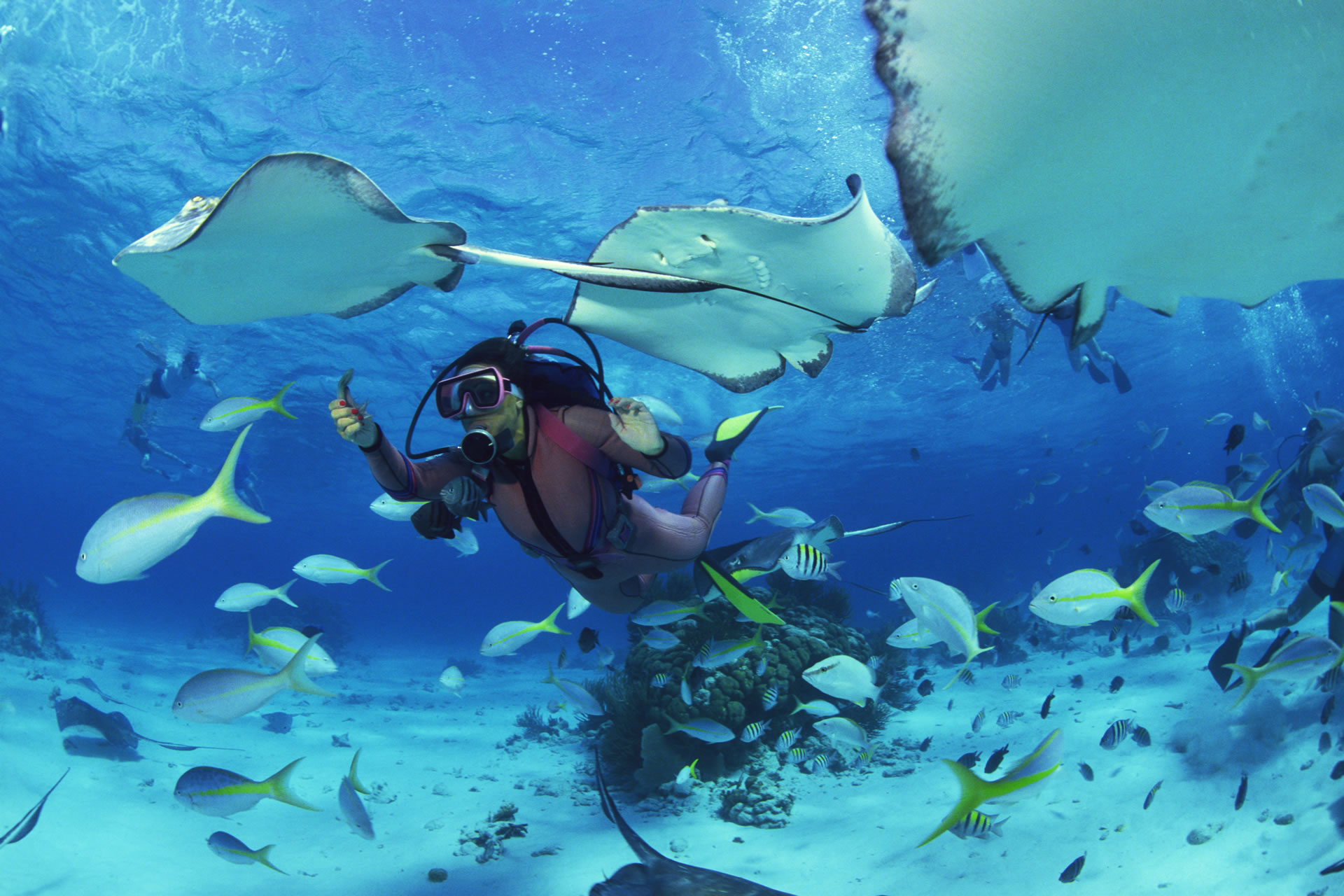 A woman scuba diving amongst stingrays and tropical fish.